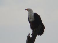0091 Nakuru-Nationalpark -Lake Nakuru Schreiseeadler &ndash; &copy; Annette Weise (Eberhardt TRAVEL)