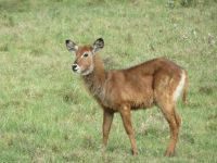 0098 Nakuru-Nationalpark -junger Wasserbock &ndash; &copy; Annette Weise (Eberhardt TRAVEL)