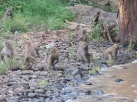 0115 Nakuru-Nationalpark - Makalia Falls - Paviane &ndash; &copy; Annette Weise (Eberhardt TRAVEL)