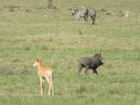 0147  Massai Mara &ndash; &copy; Annette Weise (Eberhardt TRAVEL)