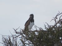 0154  Massai Mara - Raubadler &ndash; &copy; Annette Weise (Eberhardt TRAVEL)