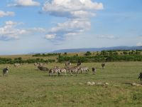 0155  Massai Mara &ndash; &copy; Annette Weise (Eberhardt TRAVEL)