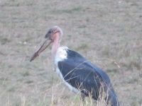 0171  Massai Mara - Marabu &ndash; &copy; Annette Weise (Eberhardt TRAVEL)