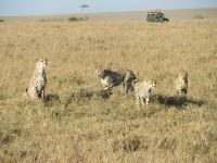 0183 Massai Mara - Geparden &ndash; &copy; Annette Weise (Eberhardt TRAVEL)