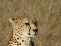 0189 Massai Mara - Gepard &ndash; &copy; Annette Weise (Eberhardt TRAVEL)
