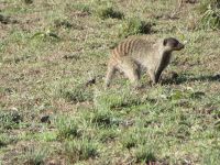 0192 Massai Mara - Zebramanguste &ndash; &copy; Annette Weise (Eberhardt TRAVEL)
