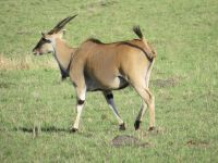 0195 Massai Mara - Elanantilope &ndash; &copy; Annette Weise (Eberhardt TRAVEL)