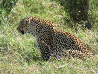 0198 Massai Mara - Leopard &ndash; &copy; Annette Weise (Eberhardt TRAVEL)