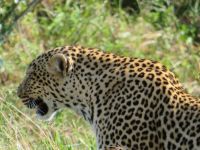 0199 Massai Mara - Leopard &ndash; &copy; Annette Weise (Eberhardt TRAVEL)