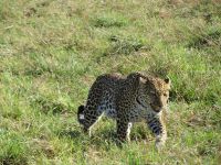0201 Massai Mara - Leopard &ndash; &copy; Annette Weise (Eberhardt TRAVEL)