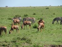 0207 Massai Mara  &ndash; &copy; Annette Weise (Eberhardt TRAVEL)