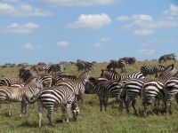 0211 Massai Mara - Steppenzebras &ndash; &copy; Annette Weise (Eberhardt TRAVEL)