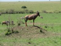 0217 Massai Mara - Topi-Antilope auf Ausguck &ndash; &copy; Annette Weise (Eberhardt TRAVEL)