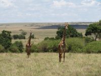 0224 Massai Mara - Giraffen &ndash; &copy; Annette Weise (Eberhardt TRAVEL)