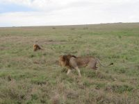 0233 Massai Mara - Löwen &ndash; &copy; Annette Weise (Eberhardt TRAVEL)