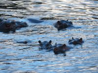 0242 Massai Mara -Hippo-Pool &ndash; &copy; Annette Weise (Eberhardt TRAVEL)