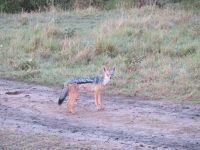 0248 Massai Mara - Schakal &ndash; &copy; Annette Weise (Eberhardt TRAVEL)