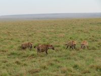0263 Massai Mara - Tüpfelhyänen &ndash; &copy; Annette Weise (Eberhardt TRAVEL)