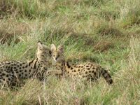 0270 Massai Mara - Serval &ndash; &copy; Annette Weise (Eberhardt TRAVEL)