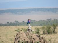0276 Massai Mara - Gabelrake &ndash; &copy; Annette Weise (Eberhardt TRAVEL)