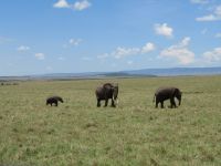 0327 Massai Mara -  Elefanten &ndash; &copy; Annette Weise (Eberhardt TRAVEL)