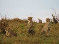 0363 Massai Mara - Gepard &ndash; &copy; Annette Weise (Eberhardt TRAVEL)