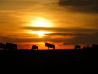 0372 Massai Mara - Sonnenuntergang &ndash; &copy; Annette Weise (Eberhardt TRAVEL)