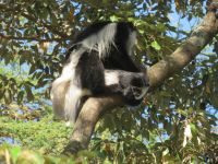 0411 Lake Naivasha - Lake Naivasha Sopa Lodge - Colobus-Affen &ndash; &copy; Annette Weise (Eberhardt TRAVEL)