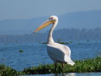 0429 Lake Naivasha - Bootsfahrt zur Crescent Island - Pelikan &ndash; &copy; Annette Weise (Eberhardt TRAVEL)