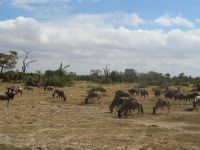 0594 Amboseli Nationalpark &ndash; &copy; Annette Weise (Eberhardt TRAVEL)