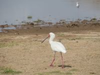 0624 Amboseli Nationalpark - Löffler &ndash; &copy; Annette Weise (Eberhardt TRAVEL)
