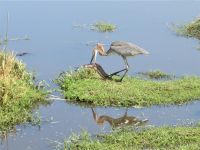 0637 Amboseli Nationalpark - Gohliath-Reiher mit einem Fisch, der aber zu groß für ihn ist &ndash; &copy; Annette Weise (Eberhardt TRAVEL)