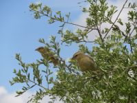 0655 Amboseli Nationalpark - Webervogel &ndash; &copy; Annette Weise (Eberhardt TRAVEL)