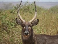 0692 Amboseli Nationalpark - Wasserbock &ndash; &copy; Annette Weise (Eberhardt TRAVEL)