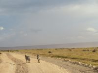 0770 Amboseli Nationalpark - Zebras &ndash; &copy; Annette Weise (Eberhardt TRAVEL)