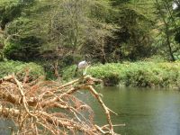 0845 Tsavo-West Nationalpark - Mzima Springs  - Ibis &ndash; &copy; Annette Weise (Eberhardt TRAVEL)