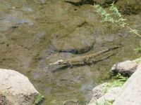 0849 Tsavo-West Nationalpark - Mzima Springs - Krokodil &ndash; &copy; Annette Weise (Eberhardt TRAVEL)