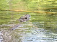 0851 Tsavo-West Nationalpark - Mzima Springs - Krokodil &ndash; &copy; Annette Weise (Eberhardt TRAVEL)