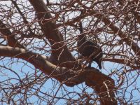 0872 Tsavo-West Nationalpark - Perlhuhn im Baum &ndash; &copy; Annette Weise (Eberhardt TRAVEL)