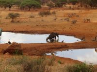 0890 Tsavo-West Nationalpark - Kilaguni Serena Safari Lodge - Wasserloch &ndash; &copy; Annette Weise (Eberhardt TRAVEL)