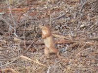 0895 Tsavo-West Nationalpark - Erdhörnchen &ndash; &copy; Annette Weise (Eberhardt TRAVEL)