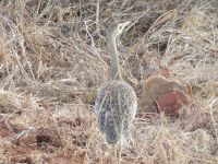 0896 Tsavo-West Nationalpark - Weißbauchtrappe &ndash; &copy; Annette Weise (Eberhardt TRAVEL)
