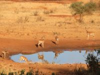 0947 Tsavo-West Nationalpark - Kilaguni Serena Safari Lodge - Morgenstimmung am Wasserloch  &ndash; &copy; Annette Weise (Eberhardt TRAVEL)
