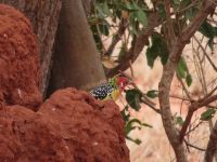 0981 Tsavo-Ost Nationalpark -Ameisenfresser &ndash; &copy; Annette Weise (Eberhardt TRAVEL)