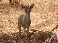 0983 Tsavo-Ost Nationalpark - Dik Dik &ndash; &copy; Annette Weise (Eberhardt TRAVEL)
