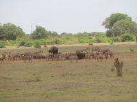 0990 Tsavo-Ost Nationalpark - Wasserloch &ndash; &copy; Annette Weise (Eberhardt TRAVEL)