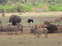 0991 Tsavo-Ost Nationalpark - Wasserloch &ndash; &copy; Annette Weise (Eberhardt TRAVEL)