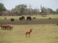 0995 Tsavo-Ost Nationalpark -  &ndash; &copy; Annette Weise (Eberhardt TRAVEL)
