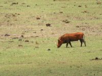 0997 Tsavo-Ost Nationalpark - rotes Warzenschwein &ndash; &copy; Annette Weise (Eberhardt TRAVEL)