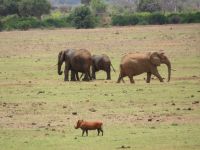 0999 Tsavo-Ost Nationalpark - rote Elefanten und rotes Warzenschwein &ndash; &copy; Annette Weise (Eberhardt TRAVEL)